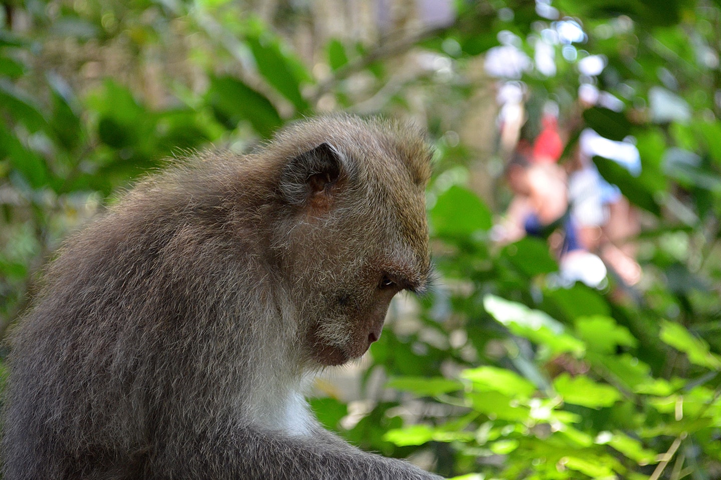 Monkey forest Ubud, Bali - Indonésie