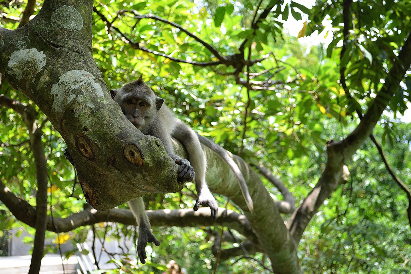 Monkey forest Ubud, Bali - Indonésie