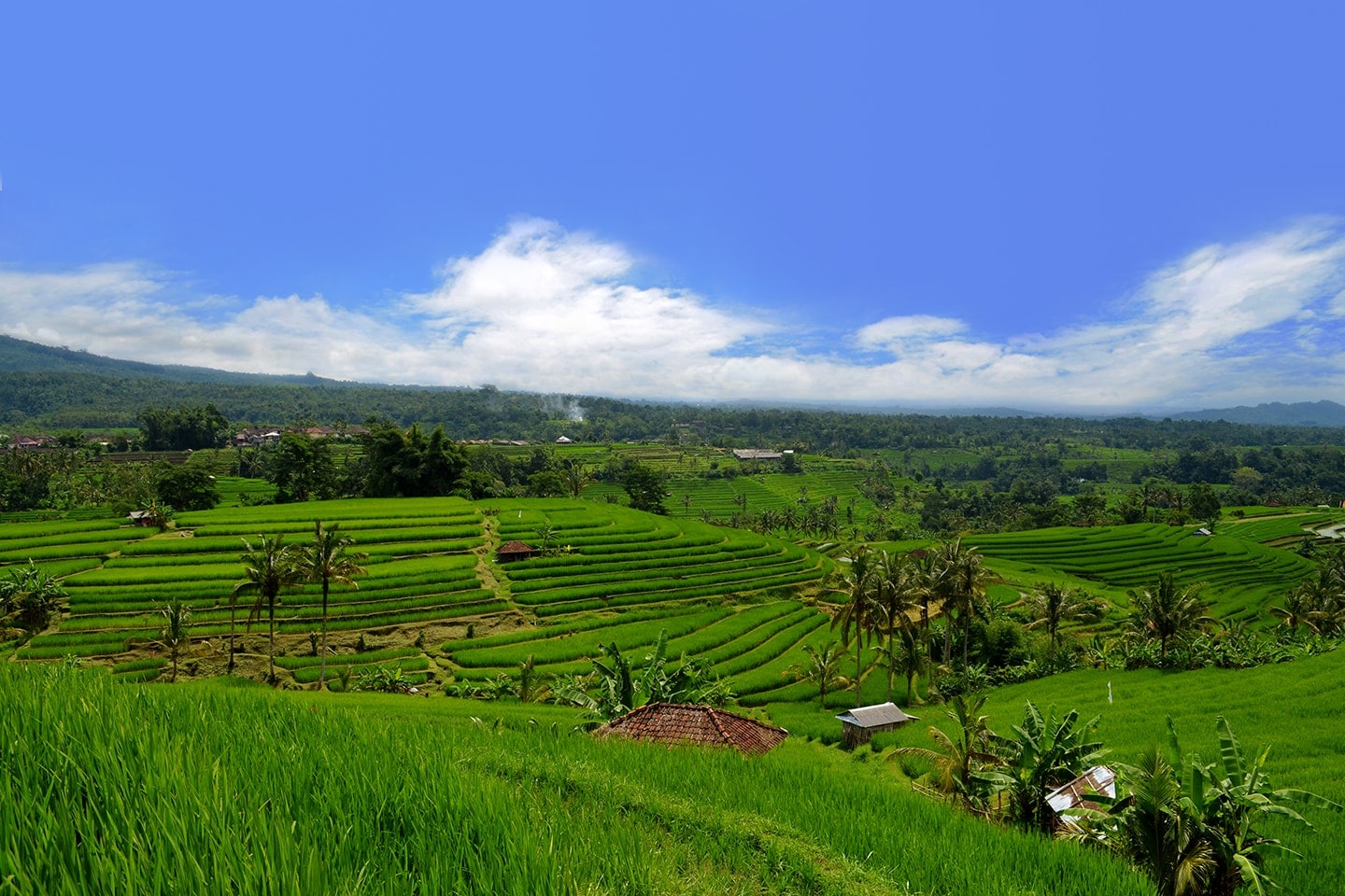Rizières de Jatiluwih, Bali - Indonésie