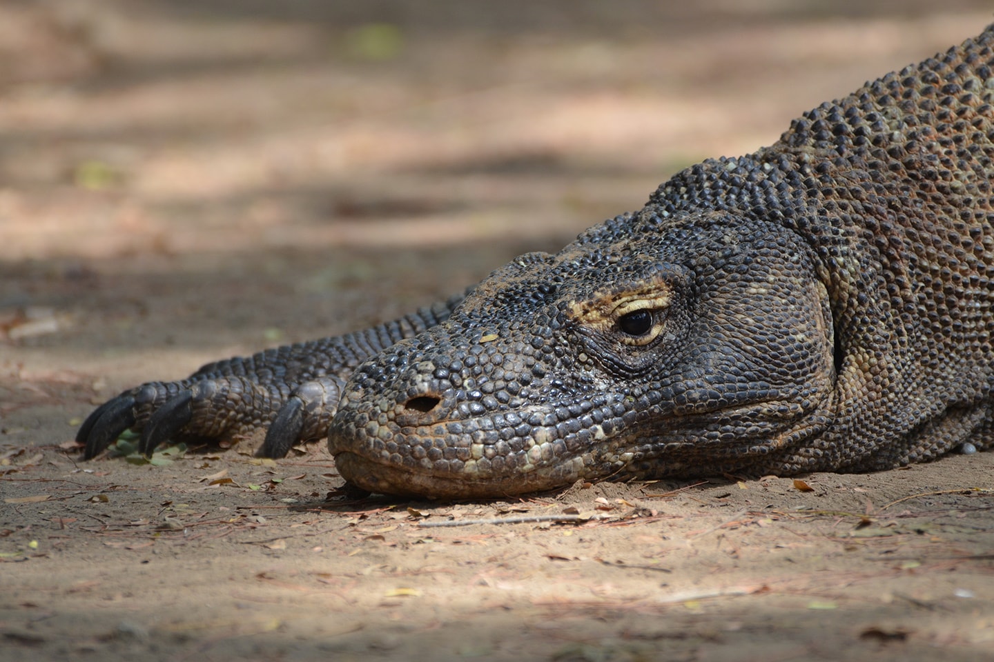 Dragon de Komodo - Indonésie - Photos de voyages