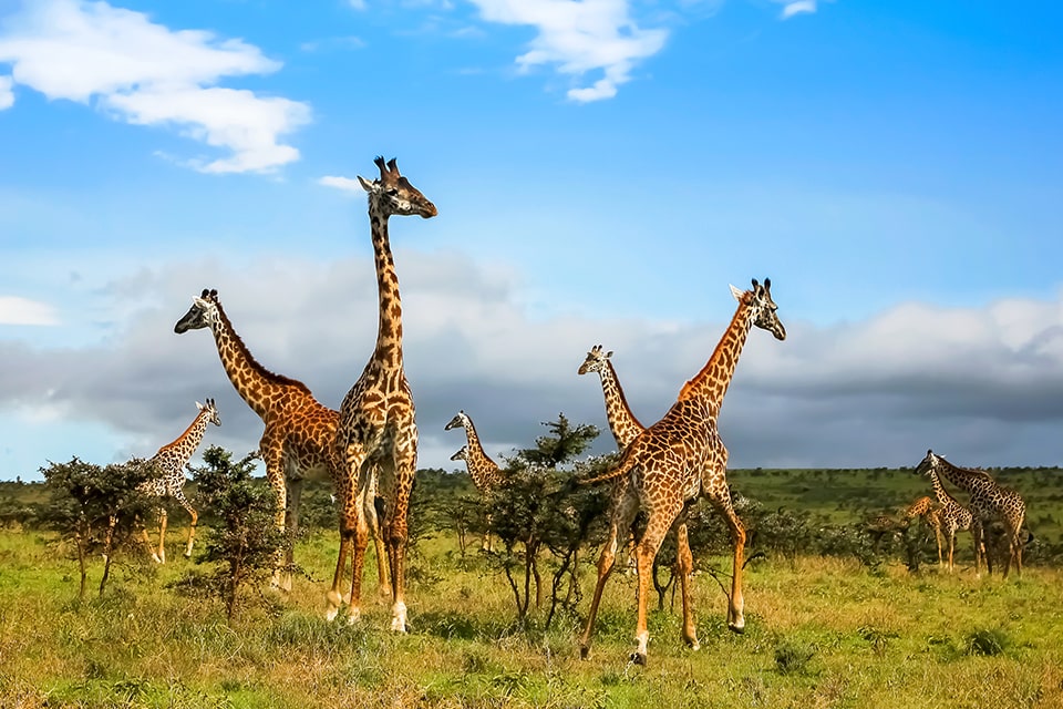 La réserve nationale du Masai Mara : le lieu idéal pour faire un safari en Afrique