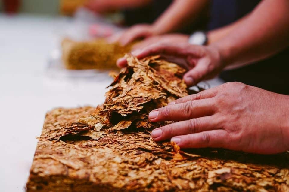 Zoom sur les traditions et célébrations autour de la feuille de tabac dans le monde