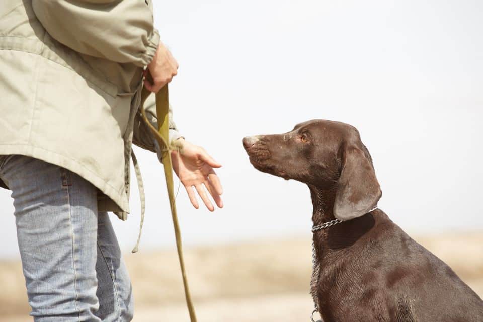 Éducateur canin : un allié pour apprendre à mieux communiquer avec son chien !