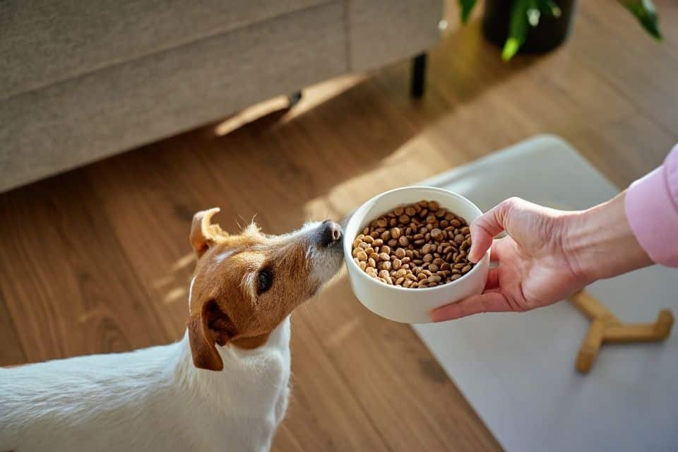 Comment choisir des croquettes adaptées à la taille de son chien