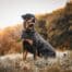 Le jeu comme moyen d'apprentissage chez le chien : mode d'emploi