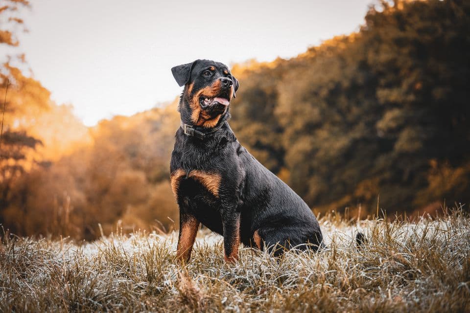 Le jeu comme moyen d'apprentissage chez le chien : mode d'emploi