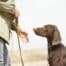 Éducateur canin : un allié pour apprendre à mieux communiquer avec son chien !
